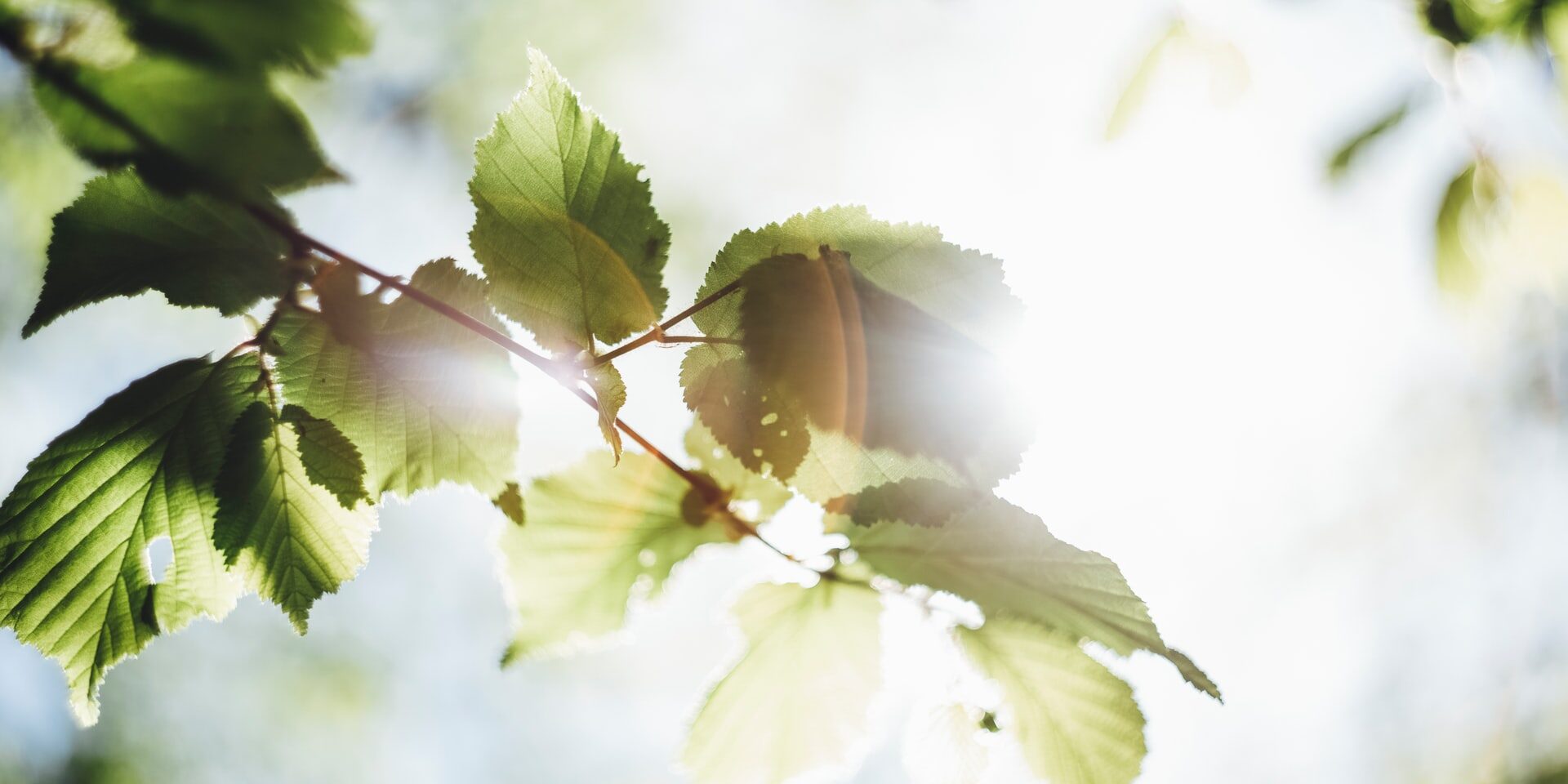 6 cách hàng đầu để bảo vệ môi trường - Tiết kiệm môi trường của chúng ta tại nhà